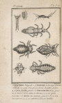Machile; Podure; Smythure; Ricin