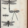 Insectes