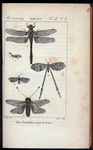 Insectes