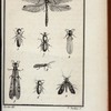 Insectes