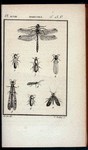 Insectes