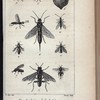 Insectes
