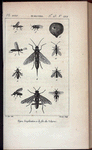 Insectes