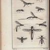 Insectes