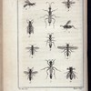 Insectes