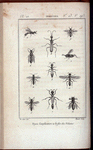 Insectes