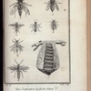 Insectes
