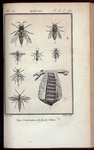Insectes