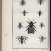 Goryte ruficorne, grossi (1); Célonite apiforme, grossie (2); Collète ceinturée grossie (3); Dasypode hirtipède, femelle, grossie (4); Eucère longicorne, femelle, grossie 95); Nomade  de la jacobée, grossie (6); Anthophore hérissée, femelle, grossie (8); Xylocope violette (8); Cératine à lèvre blanche, grossie (9)