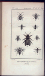 Goryte ruficorne, grossi (1); Célonite apiforme, grossie (2); Collète ceinturée grossie (3); Dasypode hirtipède, femelle, grossie (4); Eucère longicorne, femelle, grossie 95); Nomade  de la jacobée, grossie (6); Anthophore hérissée, femelle, grossie (8); Xylocope violette (8); Cératine à lèvre blanche, grossie (9)