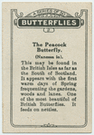 The peacock butterfly.