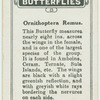 Ornithoptera remus.