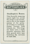 Ornithoptera remus.