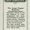 The large copper butterfly.