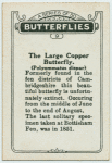 The large copper butterfly.