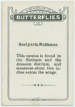 Anclyuris mebboeus.