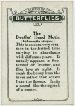 The deaths' head moth.