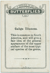 Caligo ilioneus.