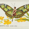 Metamorpha dido.