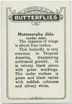 Metamorpha dido.