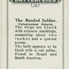 The banded soldier.