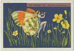 The orange tip.