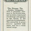 The orange tip.