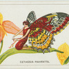 Cethosia mahratta.