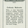 Cethosia mahratta.