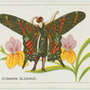 Cydimon sloanus.