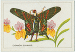 Cydimon sloanus.