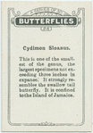 Cydimon sloanus.
