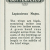 Leptocircus meges.