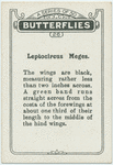 Leptocircus meges.