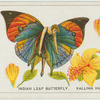 Indian leaf butterfly.