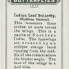Indian leaf butterfly.