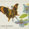 Caerois chorinaeus.