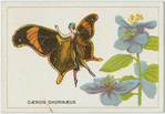 Caerois chorinaeus.