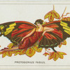 Protogonius fabius.