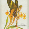 Eratina leptocircata.
