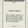 Iliades agenor.