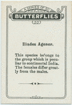 Iliades agenor.