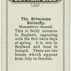 The brimstone butterfly.