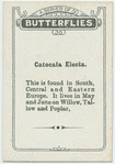 Catocala electa.