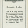 Euptychia brixus.