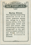 Myrina silenus.