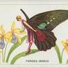 Parides oeneas.