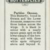 Parides oeneas.