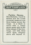 Parides oeneas.