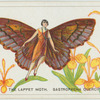 The lappet moth.
